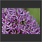 Biene